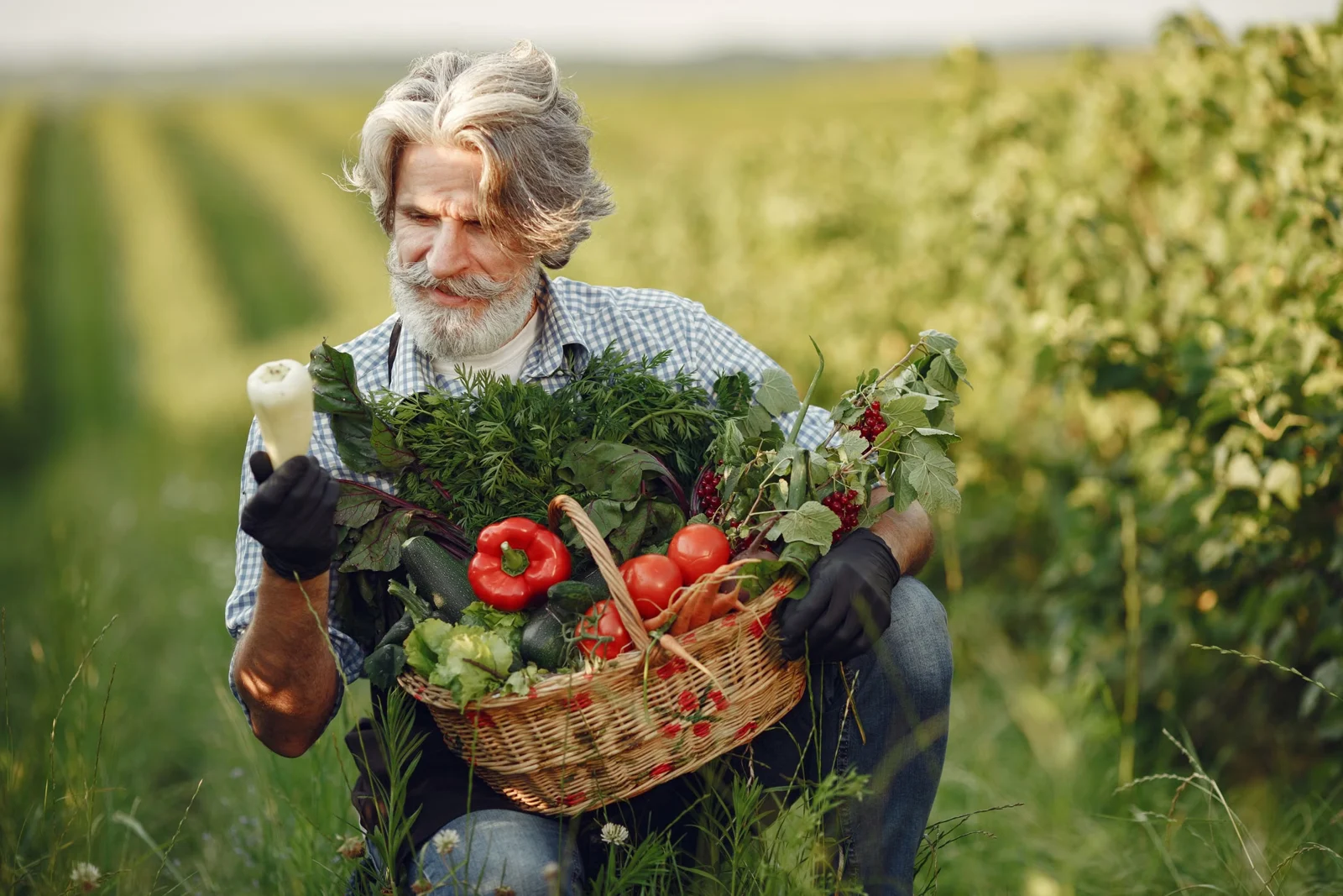 Photographie d’illustration : récolte de légumes au potager